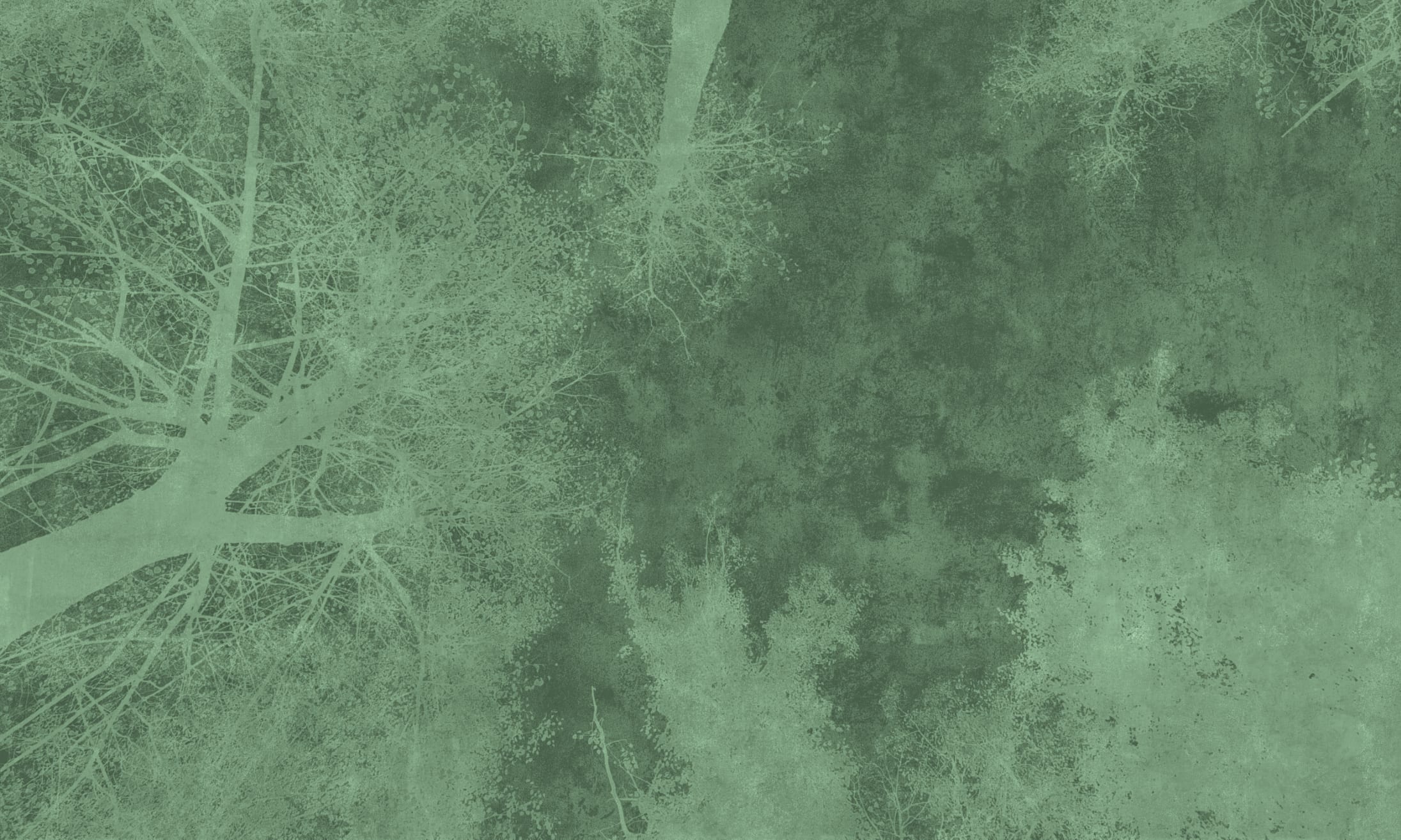 Forest Canopy Grün Tapete Wald Baumkronen Natur grün